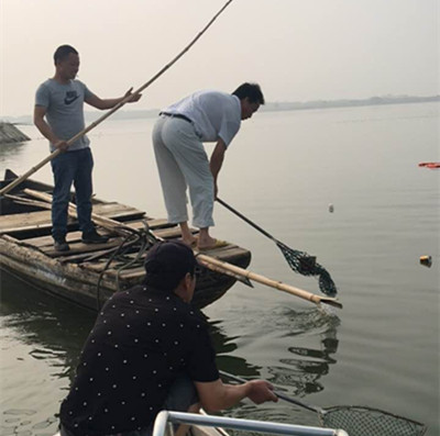 打撈湖面漂浮物，凈化水環境